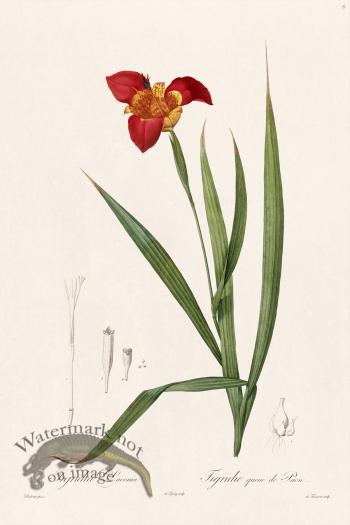 Les Liliacees Redoute 006